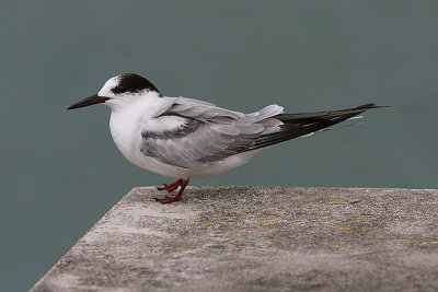 Common Tern, Fisktrna, Sterna hirundo