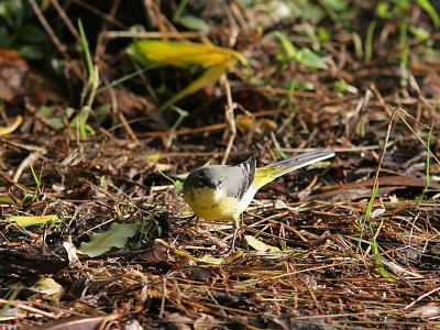 Grey Wagtail, Forsrla, Motacilla cinerea patriciae