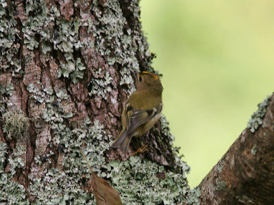 Goldcrest, Kungsfgel, Regulus regulus azoricus