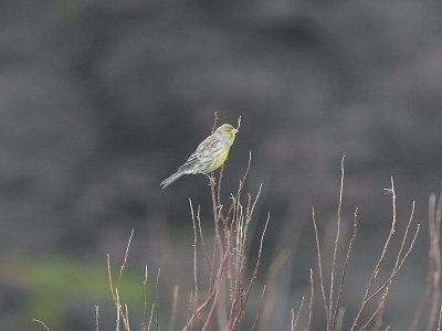 Canary, Kanariesiska, Serinus canaria