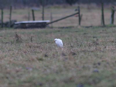 Cattle Egret, Kohäger, Bubulcus ibis