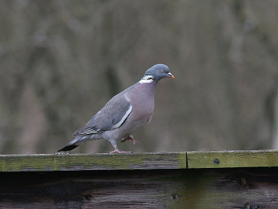 Common Wood Pigeon, Rinduva, Columba palumbus