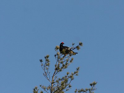 Black Grouse, Orre, Tetrao tetrix
