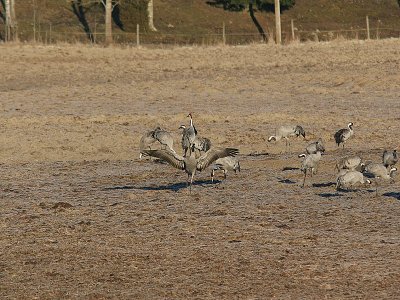 Common Crane, Trana, Grus grus