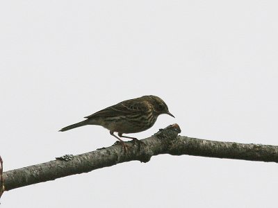 Meadow Pipit, ngspiplrka, Anthus pratensis