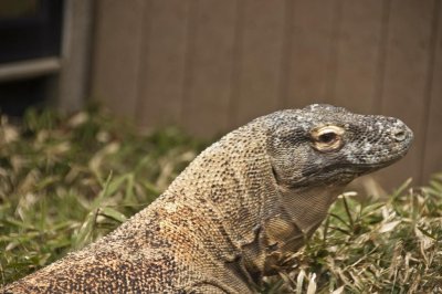 Asian Water Dragon