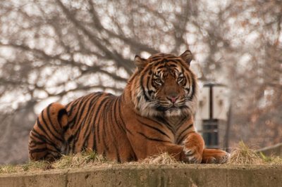 Sumatran Tiger