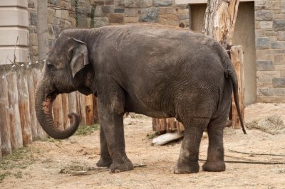 Asian Elephant
