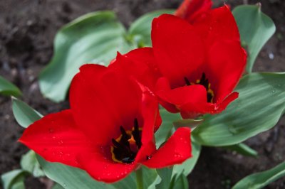 Red Tulips