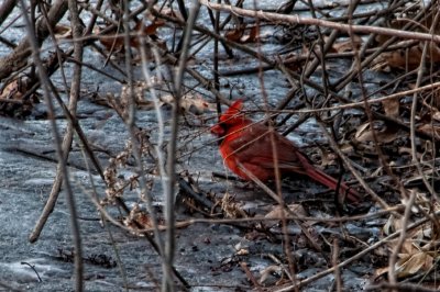 Cardinal