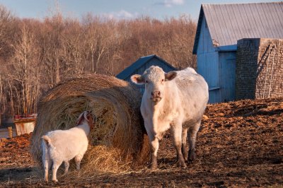 Maryland Bucolic