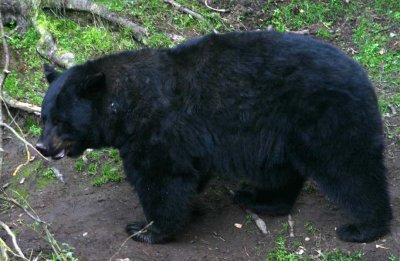 black bear_7549