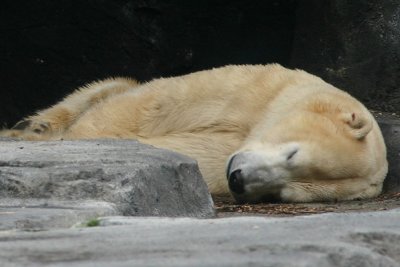 polar bear_7515