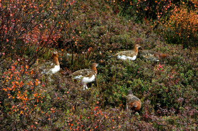 willow ptarmigan