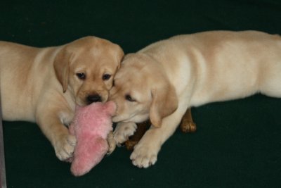 7-1/2 Weeks Old