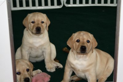 7 Weeks and 1 day, we all weighed in 13 - 14 lbs.!