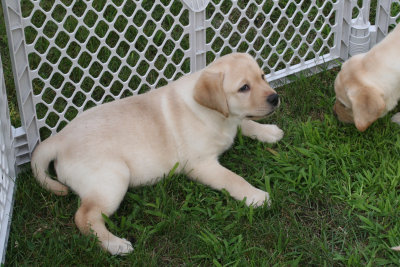 indexpups061808