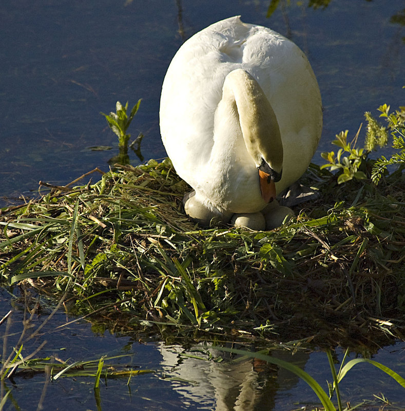 Swan Nesting