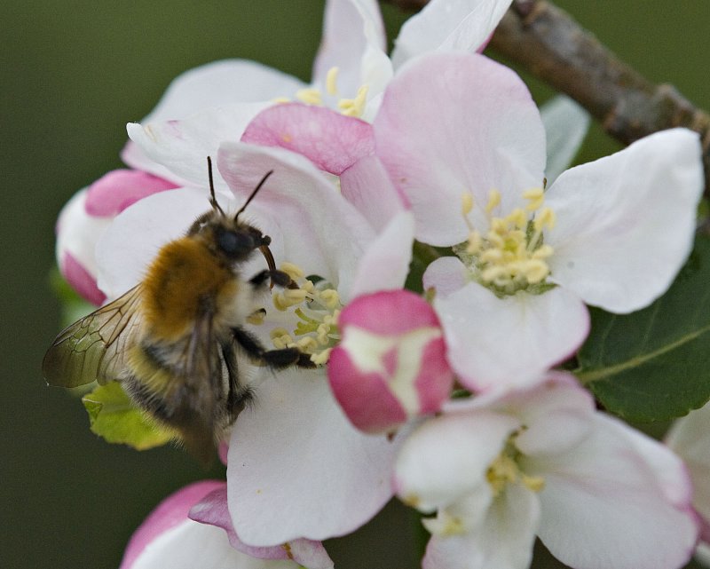 Bee on Apple-Blossom