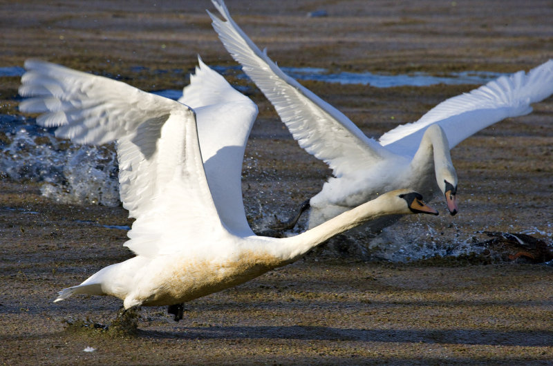 Swans Dispute