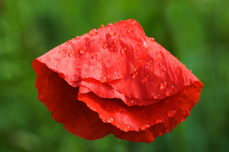 Flamenco Poppy