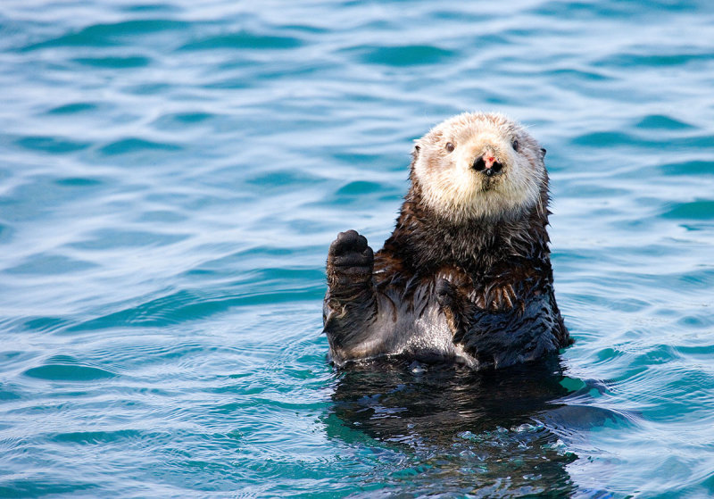 Sea Otter, Elkhorn Slough