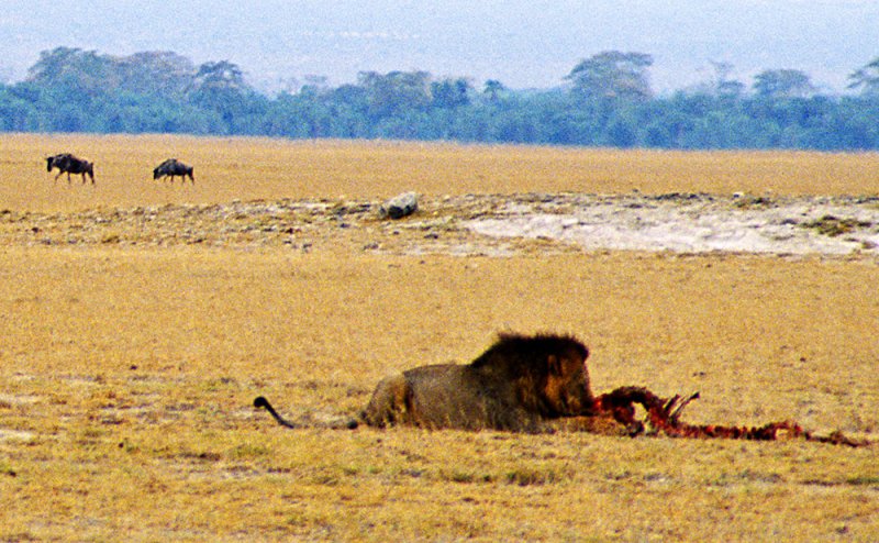 Amboseli Male Feeding