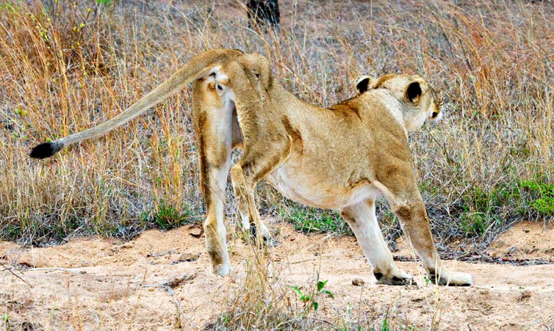 Injured Lioness