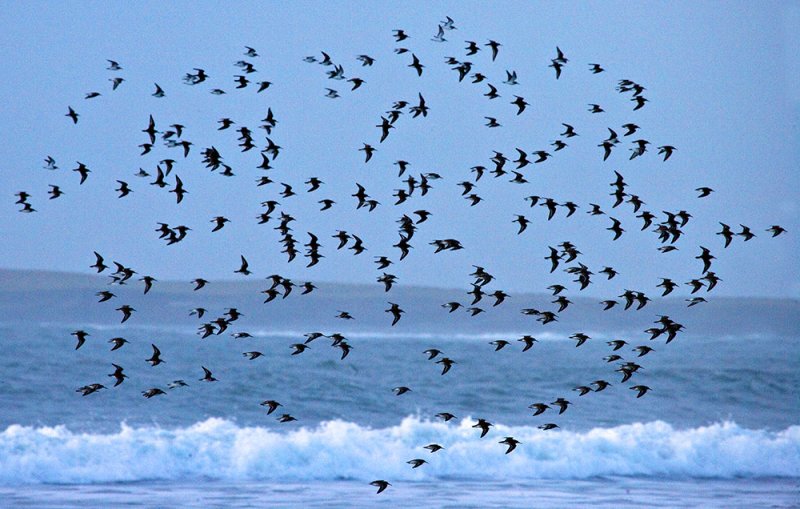 Sanderling Flock