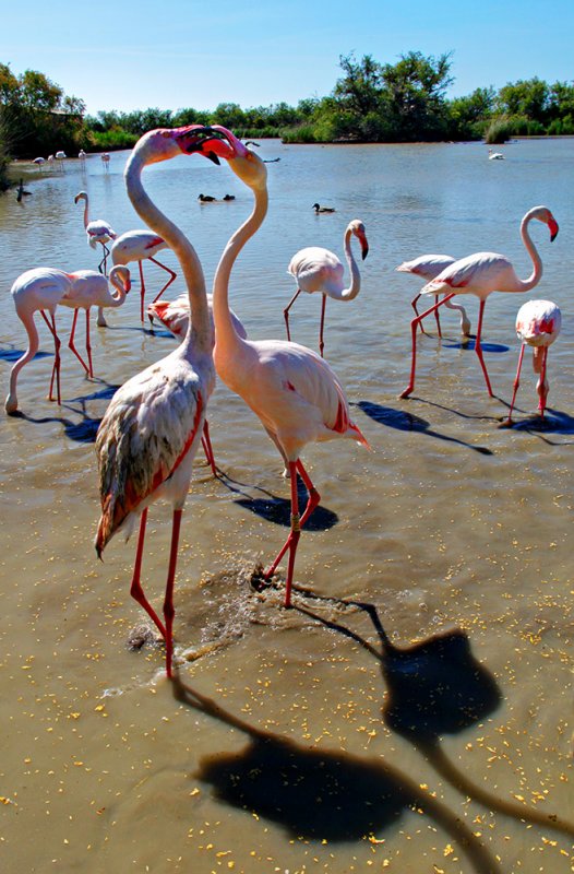 Flamingo Face-off