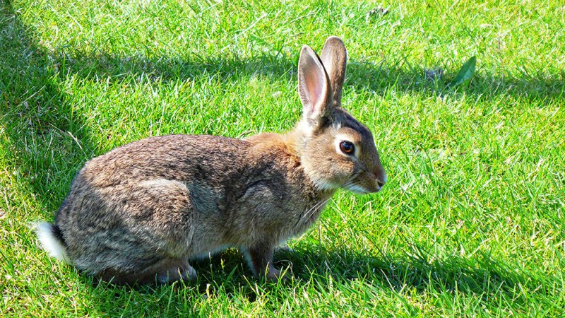 Little Bunny Foo Foo