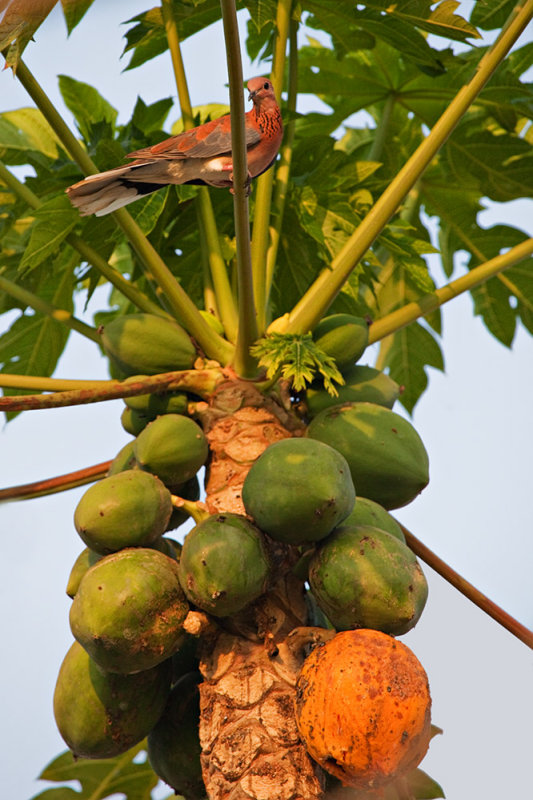 Dove in a Paupau Tree