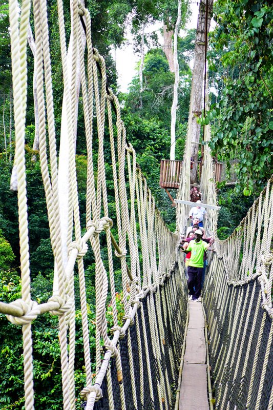 Forest Canopy Walk