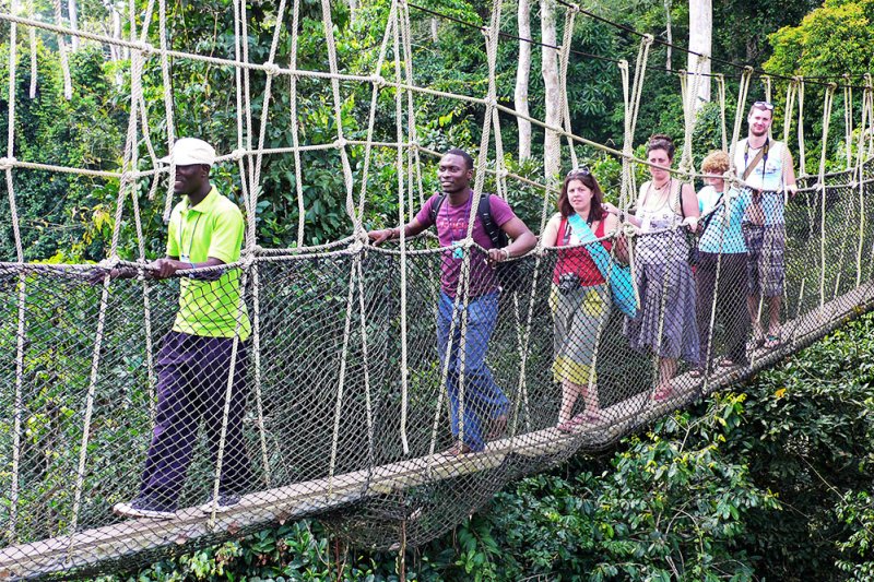 Forest Canopy Walk