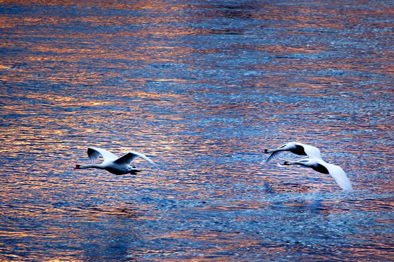 Sunset Swans