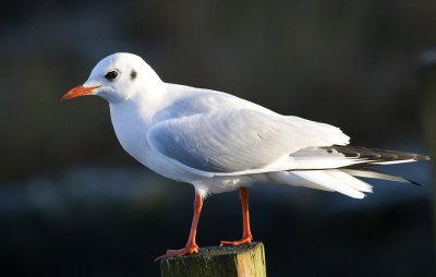 Seagull