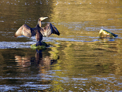 Cormorant