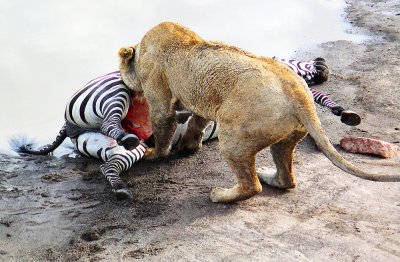 Lioness Feeding 3