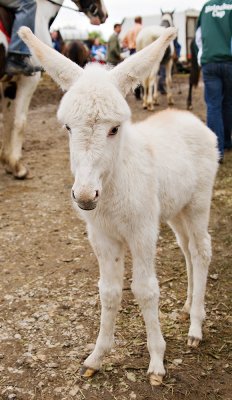 White Foal