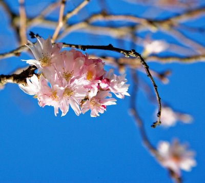 Cherry-Blossom