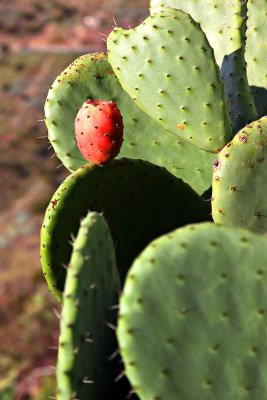 Cactus Figure