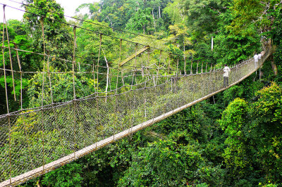 Treetops Walkway