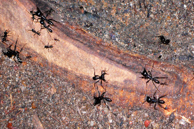 Devil Ants