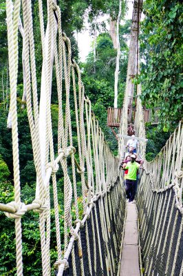 Forest Canopy Walk