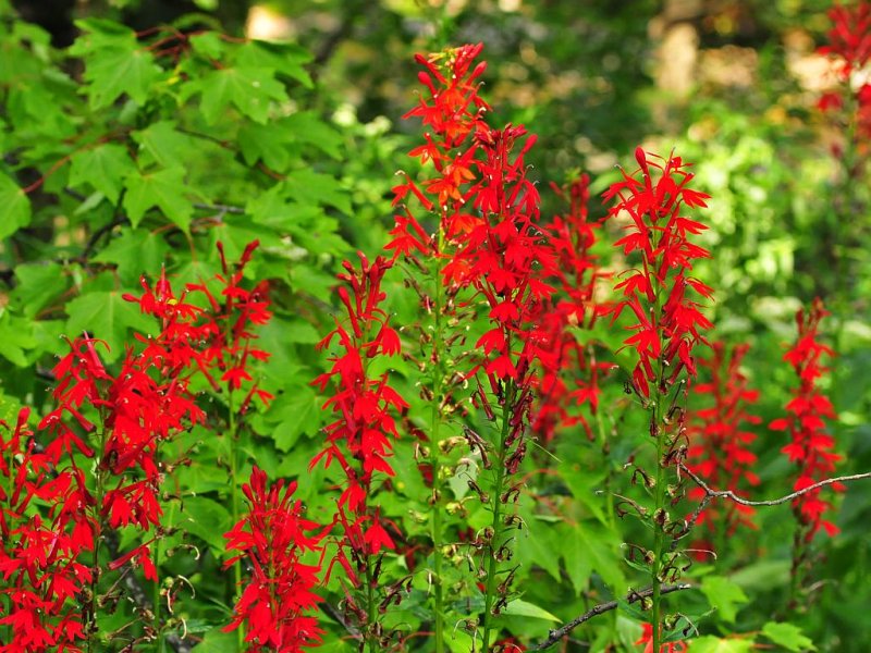 Cardinal flower4.jpg