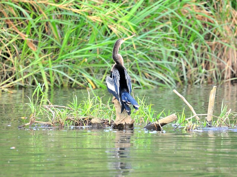 Anhinga
