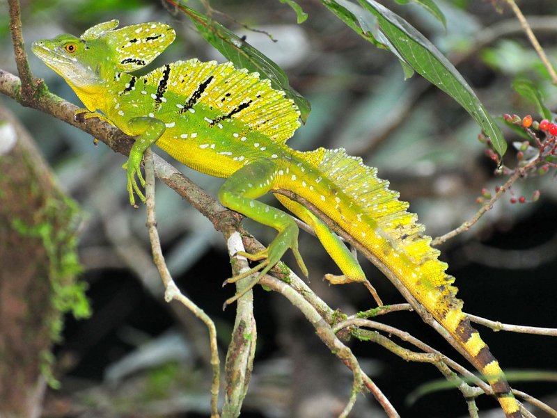 Green Basilisk