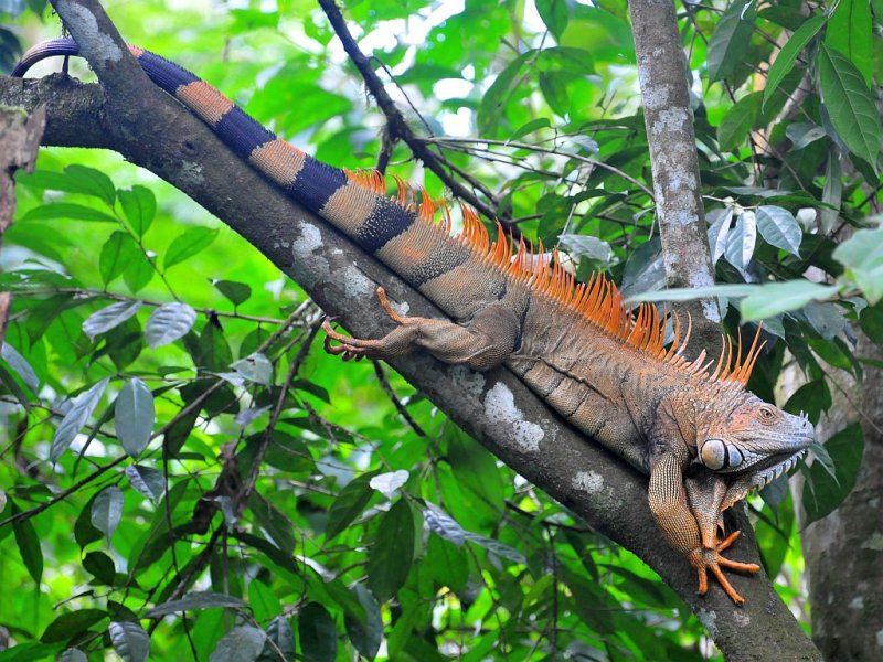 Green Iguana1