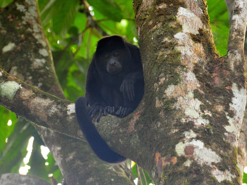 Howler Monkey2