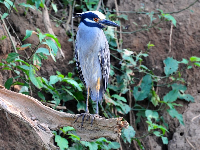 Yellow-crowned Night Heron1